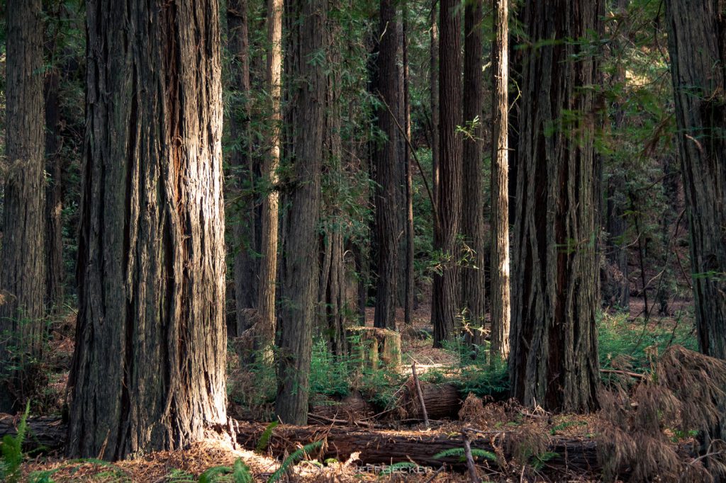 California Roots Festival Team Up w/ Redwood Forest Foundation