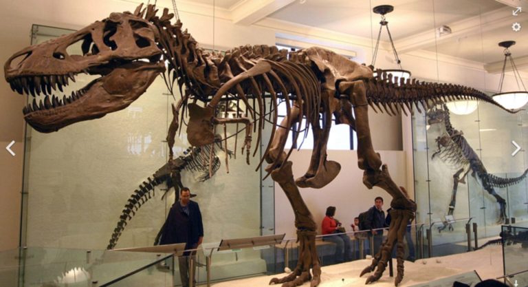 Remove Rebekah Mercer from the AMNH Board