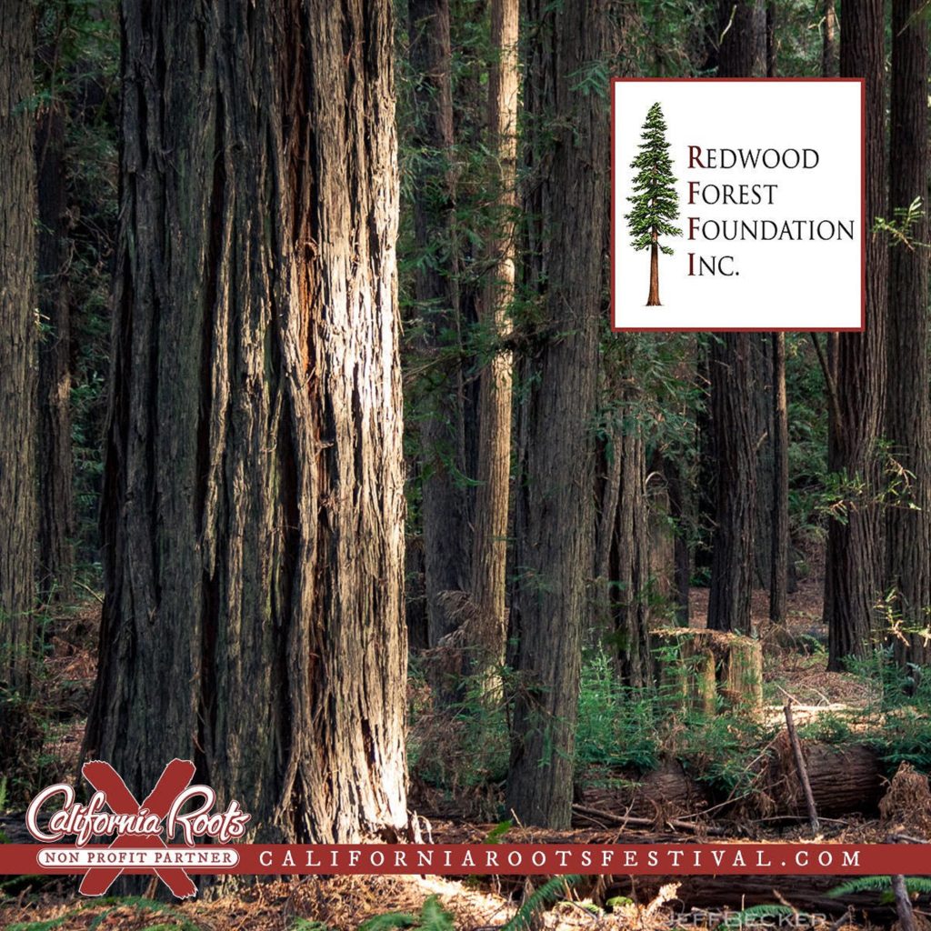 California Roots Music And Arts Festival Continues Its Partnership With Redwood Forest Foundation To Plant More Than 2,400 Redwoods In 2019