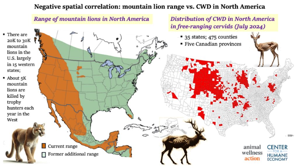 Predators Protecting Prey: Mountain Lions Combat Deadly Disease in Colorado
