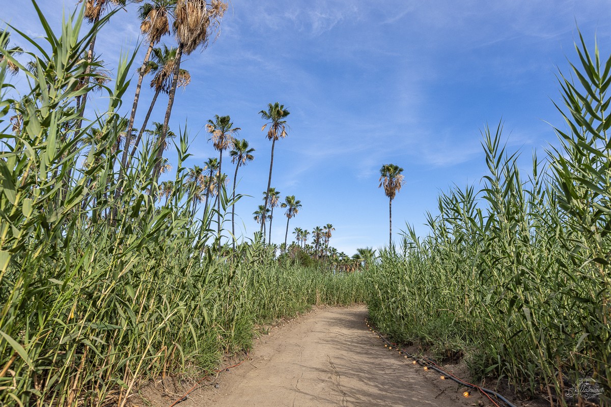 The breezy bamboo lined trails within the venue | Viva El Gonzo