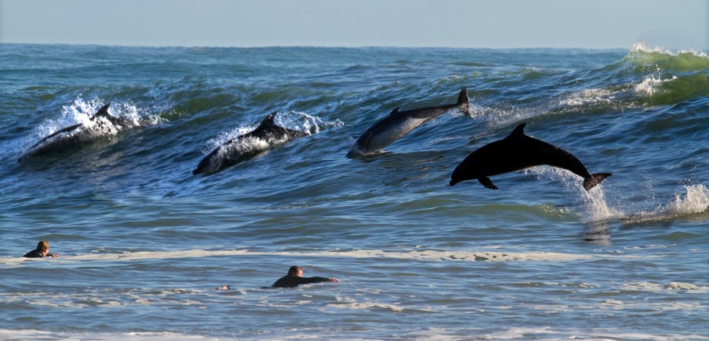 Surfing with dolphins